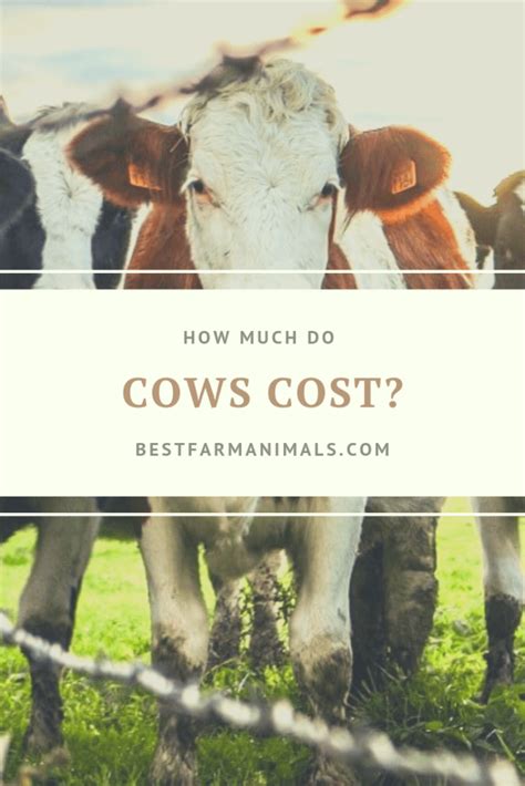 What is a fr cow worth. Things To Know About What is a fr cow worth. 